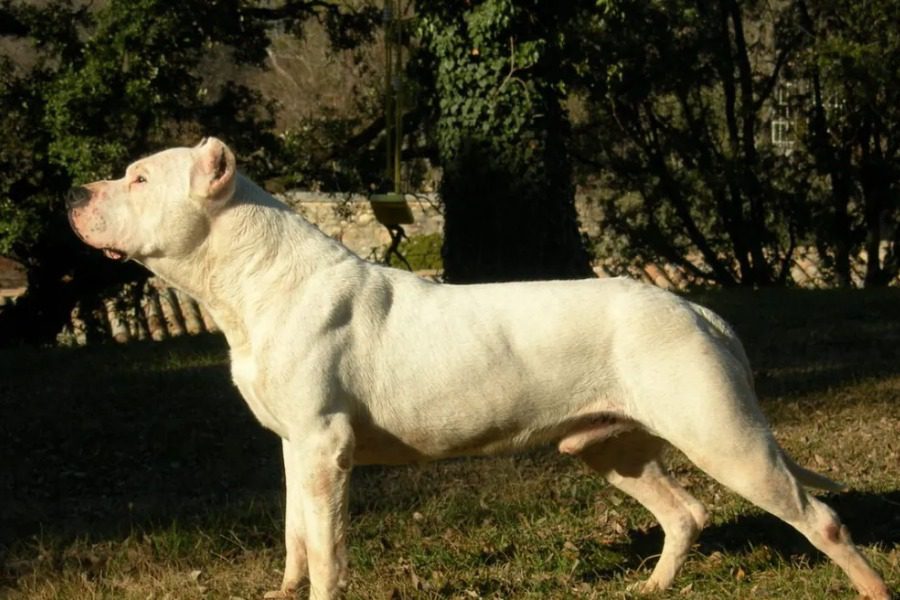 Σκύλος Ντόγκο Αρτζεντίνο κατασπάραξε μικρό κοκόνι