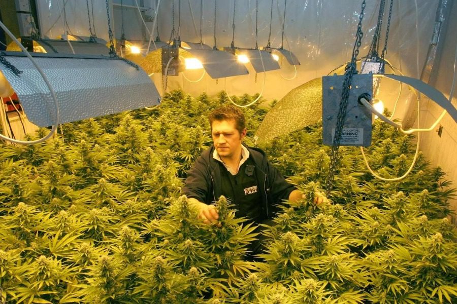 Λονδίνο: «Ανθισαν» οι παράνομες φάρμες κάνναβης κατά τη διάρκεια του lockdown