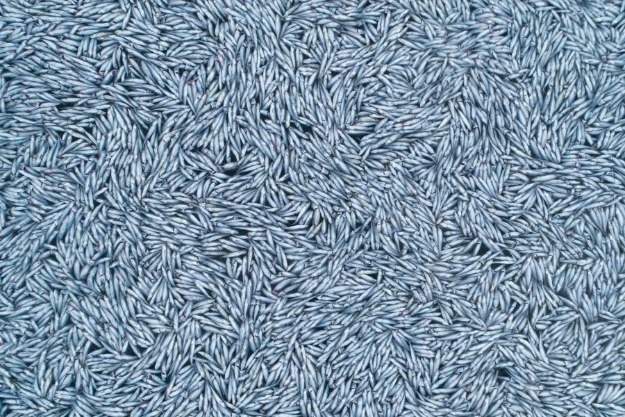 Γαλλία: Σοκάρουν οι εικόνες με 100.000 νεκρά ψάρια στη θάλασσα