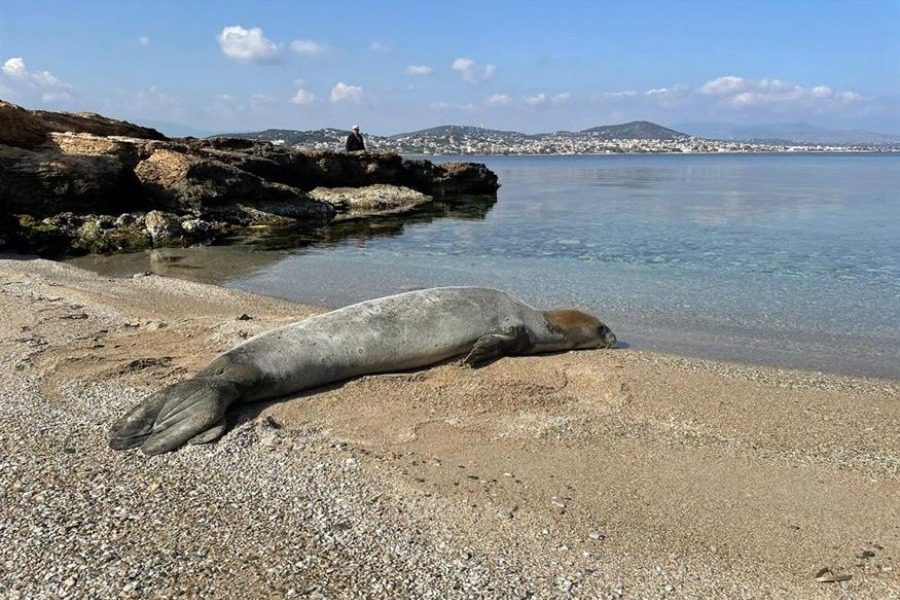 Φώκια έκανε την εμφάνισή της σε παραλία της Αττικής ‑ Ήθελε απλά να... λιαστεί