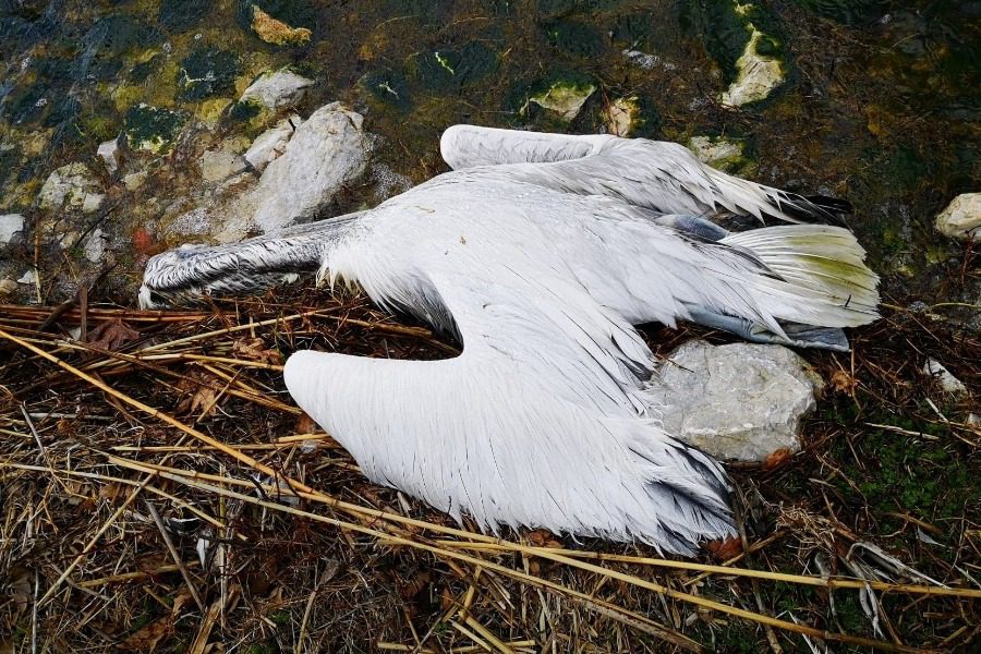 Πρέσπες: Εκατοντάδες πελεκάνοι νεκροί από τη γρίπη των πτηνών