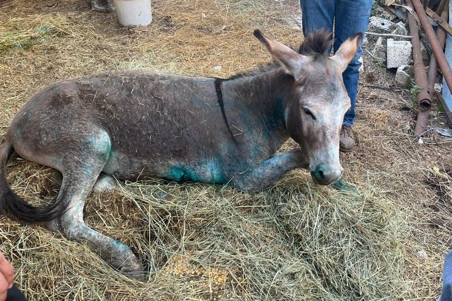 Γαϊδουράκι στη Ζίτσα: Σε ευθανασία οδηγείται το ζώο που κακοποιήθηκε