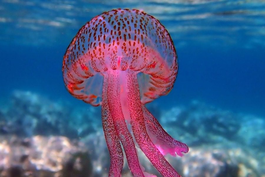 Σε ποιές παραλίες έχουν εντοπιστεί οι μωβ μέδουσες