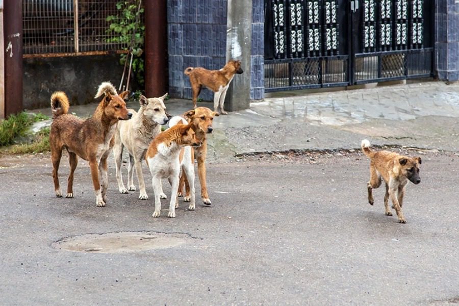 Αγέλη αδέσποτων σκύλων επιτέθηκε σε γυναίκα που μεταφέρθηκε αιμόφυρτη στο Κέντρο Υγείας
