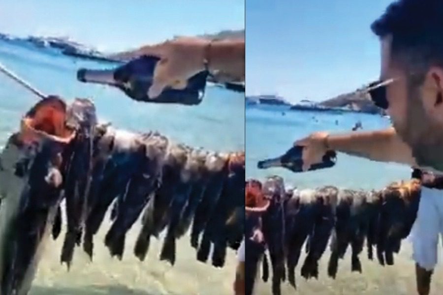Μύκονος: Το κακόγουστο αστείο του Αγγλούπα που «ποτίζει» με σαμπάνια τα ψάρια