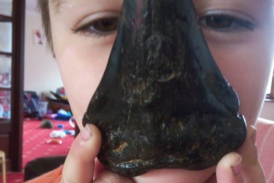 Αγόρι έψαχνε σε παραλία και βρήκε προϊστορικό δόντι καρχαρία