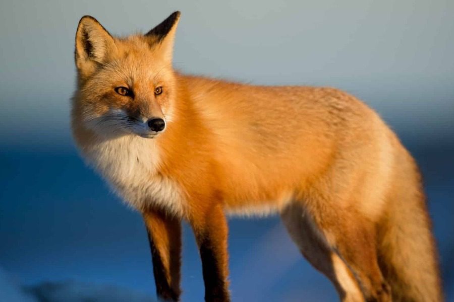 Σκληρές εικόνες: Σκότωσαν και κρέμασαν αλεπού πάνω σε πινακίδα στο Μέτσοβο