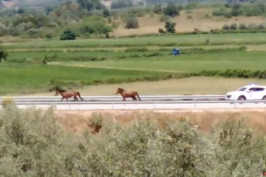 Ιόνια Οδός: Αγρια άλογα κάλπαζαν στον αυτοκινητόδρομο