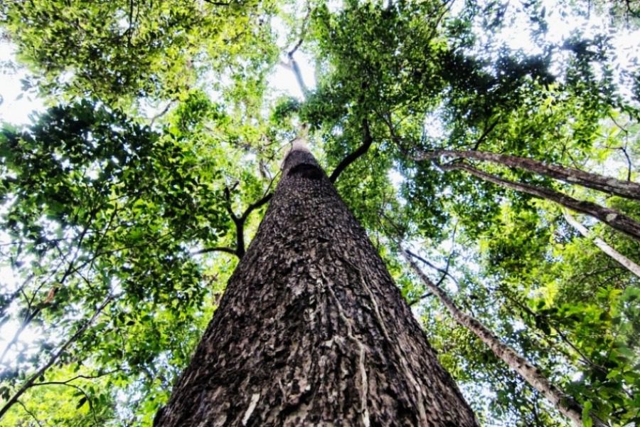 Πόσα δέντρα έχει το μεγαλύτερο δάσος του κόσμου;