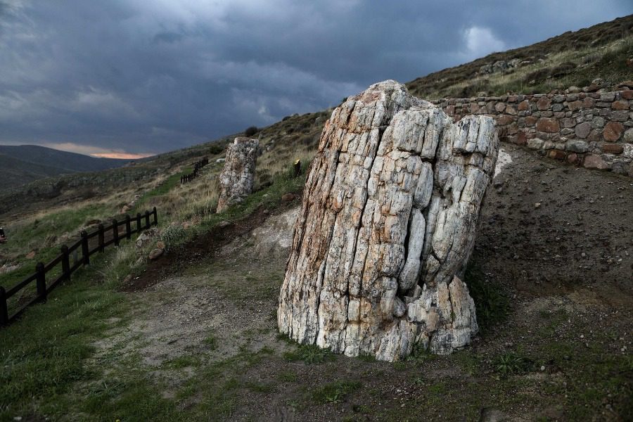 Δείτε το απολιθωμένο δέντρο 20 εκατομμυρίων ετών στην Ελλάδα