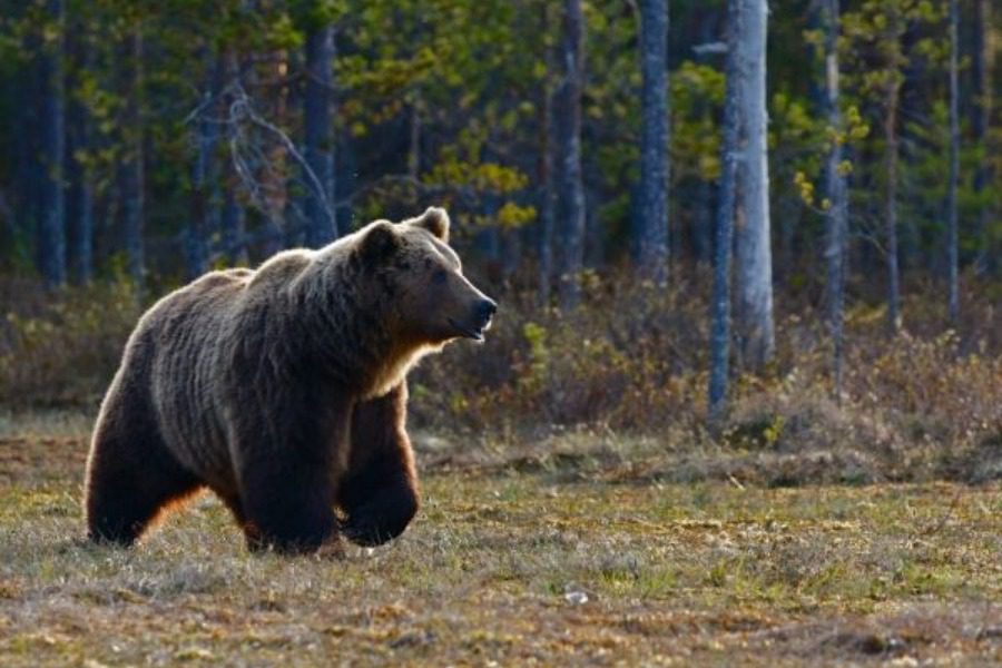 Καστοριά: Αρκούδα έκανε «μονόζυγο» για να φάει κεράσια