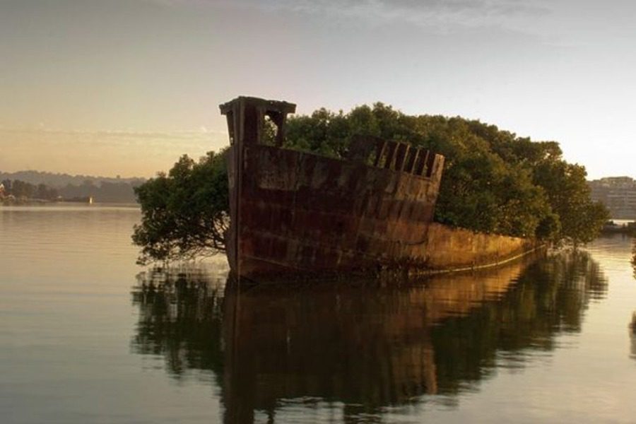 Η ιστορία πίσω από το «πλωτό δάσος» του Σίδνεϊ