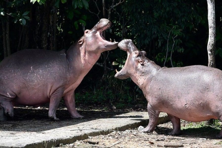 Το πρόβλημα που δημιουργήθηκε με τους «cocaine hippos»του Πάμπλο Εσκομπάρ