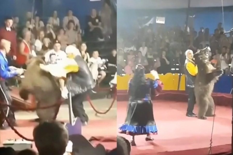 Δεμένη αρκούδα προσπαθεί να απελευθερωθεί σε τσίρκο της Ρωσίας μπροστά σε θεατές