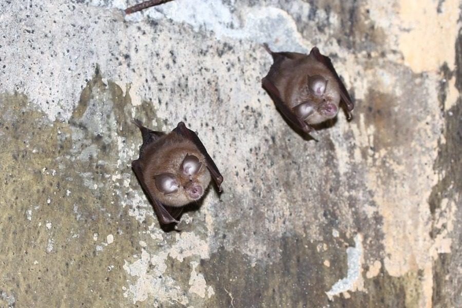 Ξεπεράστε τον φόβο σας ‑ Βραδιά γνωριμίας με νυχτερίδες στη Θεσσαλονίκη