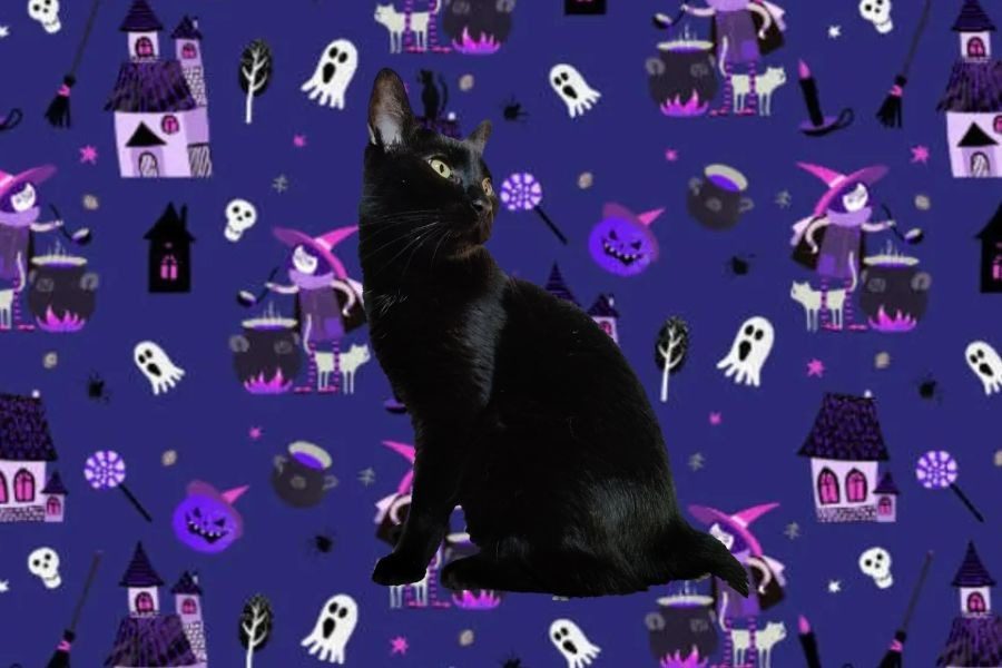 Τεστ παρατηρητικότητας: Bρες τη μαύρη γάτα στην εικόνα