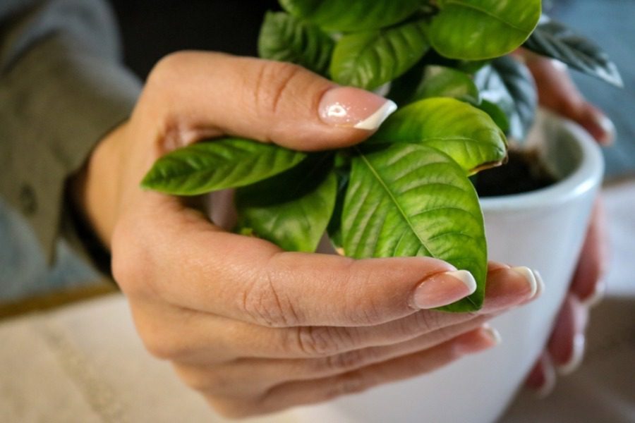 Με αυτό το τρόπο θα προστατέψεις τα φυτά σου από την παγωνιά