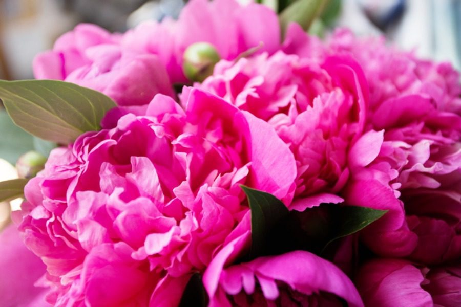 Ποια φυτά θα κάνεις δώρο στους αγαπημένους σου για να ευχηθείς «καλή χρονιά»;