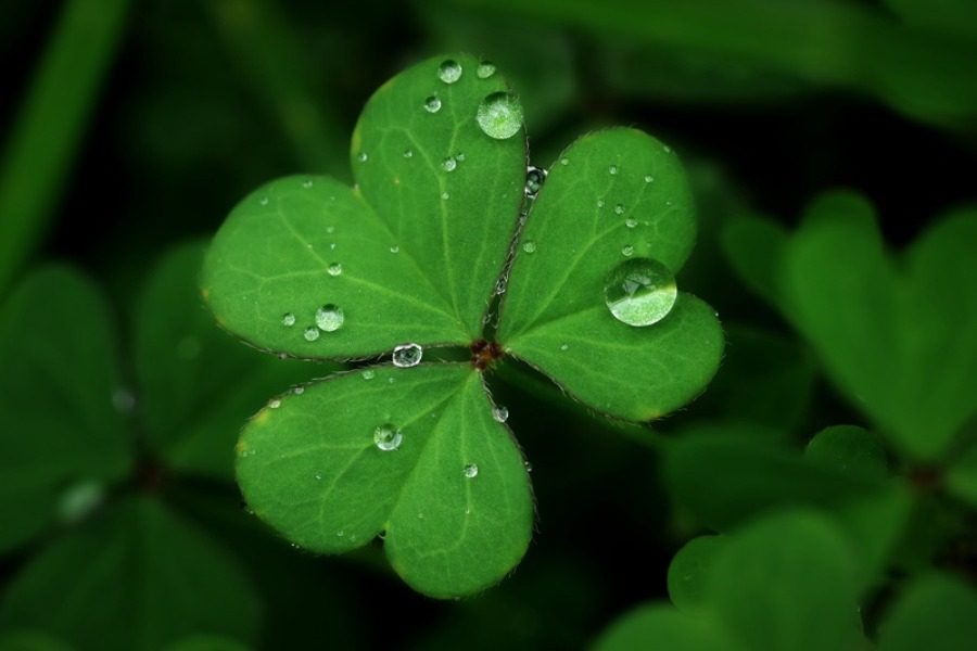 Ποια φυτά φέρνουν καλοτυχία στο χώρο σου;