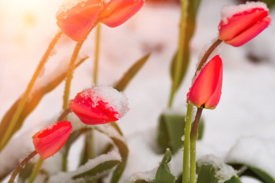 Πώς να προστατέψεις τα φυτά από την παγωνιά;