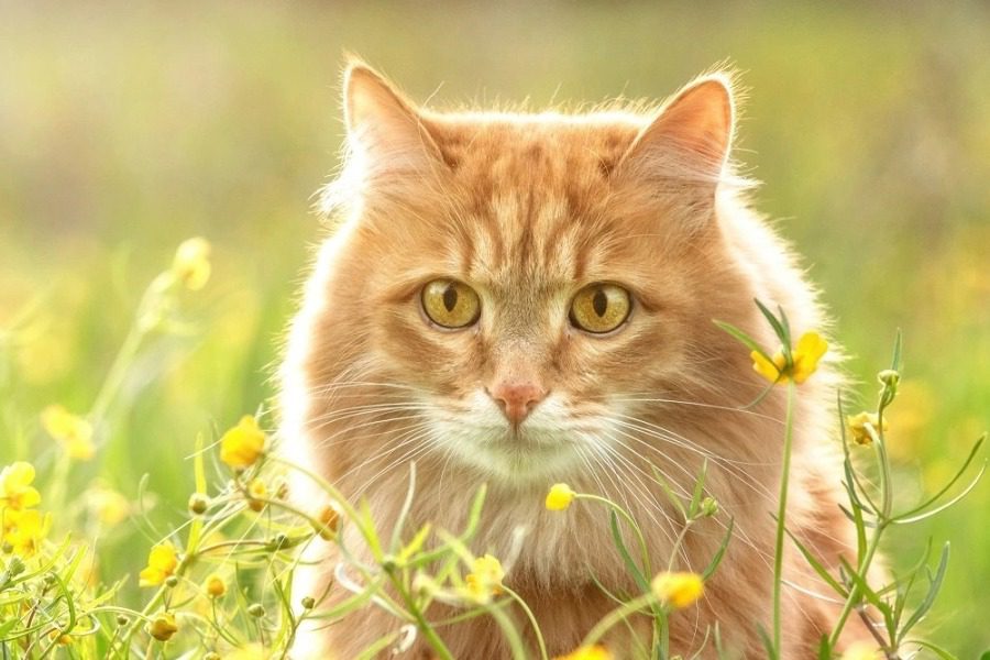 5.000 ευρώ πρόστιμο σε αστυνομικό που κλώτσησε γάτα