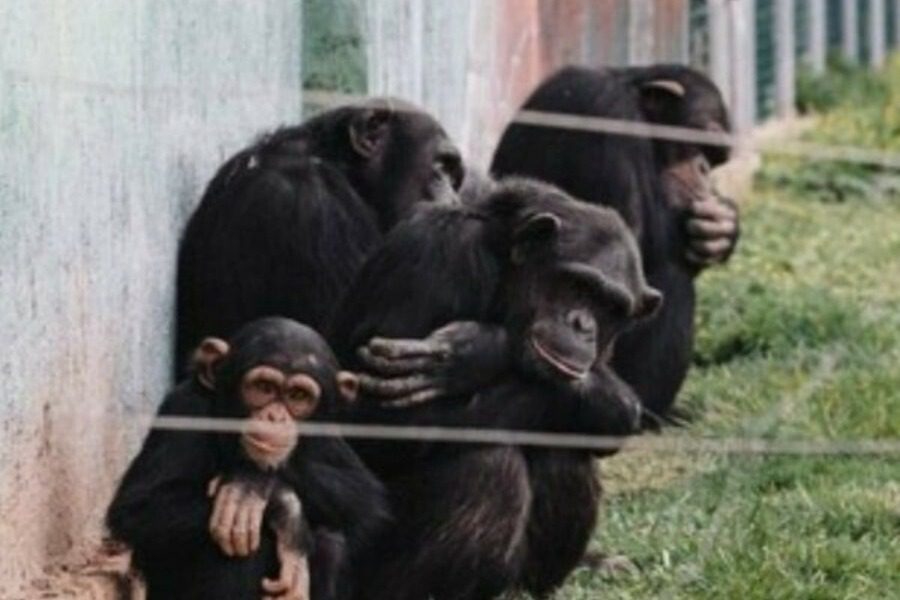 Αττικό Ζωολογικό Πάρκο: «Ποινικό αδίκημα»
