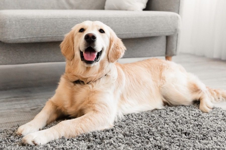 Τα ζώα συντροφιάς έχουν πλέον τους φύλακες τους: Συγκροτείται Ειδική Γραμματεία για την προστασία τους