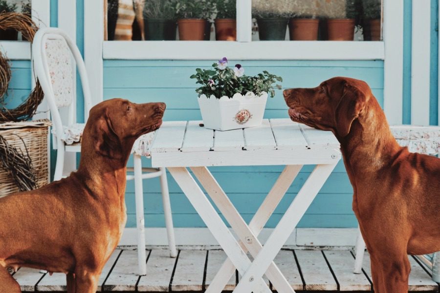 Νέα έρευνα: Οι σκύλοι μυρίζουν τους ασυμπτωματικούς στον κορωνοϊό με ακρίβεια 100%