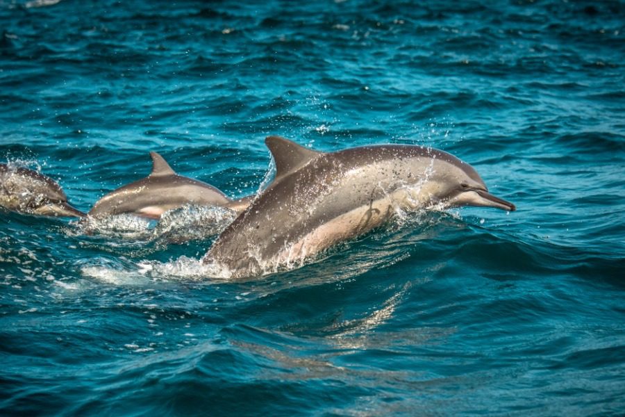 Γιατί τα δελφίνια κοιμούνται με το ένα μάτι ανοιχτό;