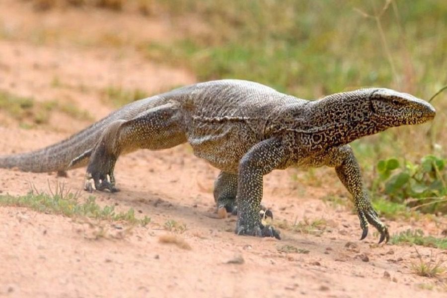 Αδιανόητο: Βίασαν, σκότωσαν, μαγείρεψαν και έφαγαν σαύρα υπό εξαφάνιση