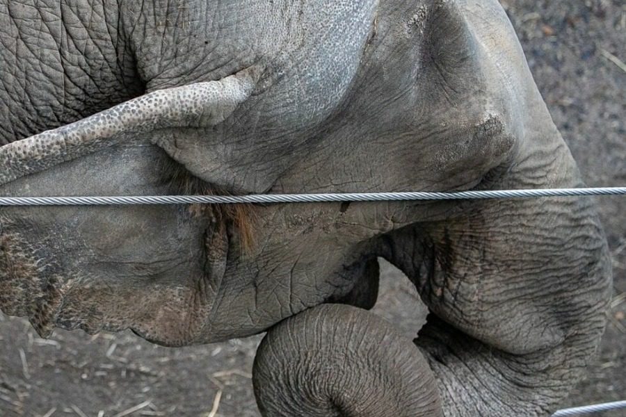 ΗΠΑ: Δικαστήριο εξετάζει εάν η ελεφαντίνα Happy μπορεί να έχει «ανθρώπινα δικαιώματα»