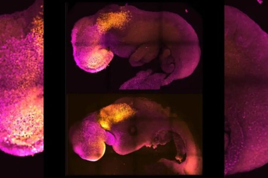 Επιστήμονες δημιούργησαν συνθετικό έμβρυο χωρίς σπερματοζωάρια και ωάρια