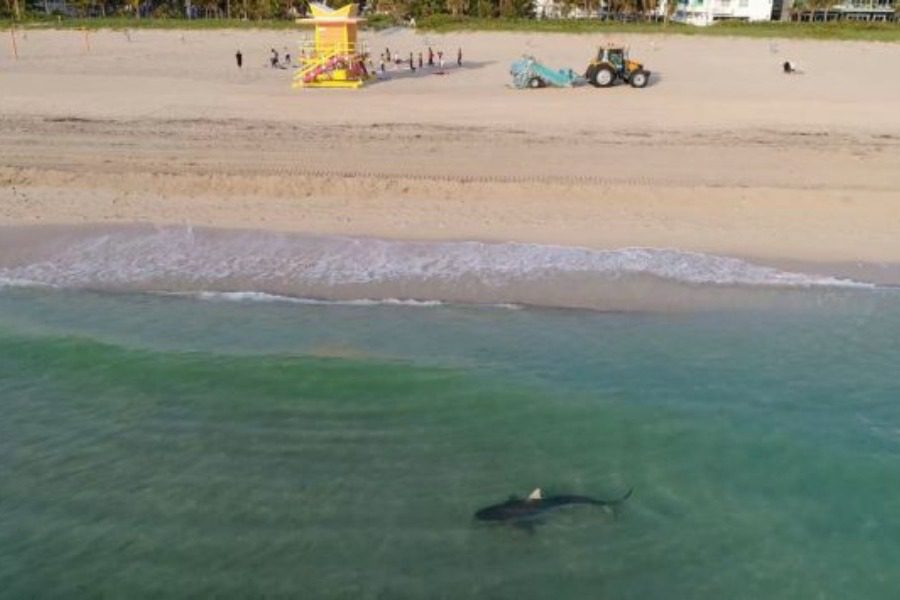 Βίντεο‑σοκ από επίθεση λευκού καρχαρία που πάγωσε την Αυστραλία