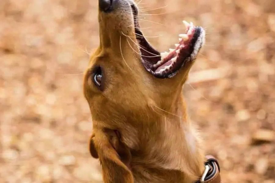 Αγρίνιο: Επίθεση σκύλου σε 9χρονη