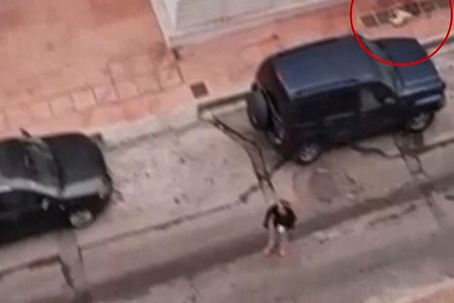 Δραπετσώνα: Λυκόσκυλο κατασπάραξε κανίς μέσα απ` την αγκαλιά της ιδιοκτήτριας του