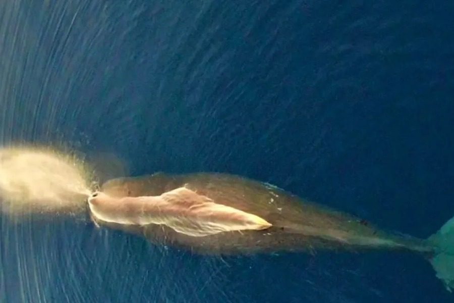 Η εντυπωσιακή φωτογραφία της φάλαινας φυσητήρα που ζει στην Ανατολική Μεσόγειο