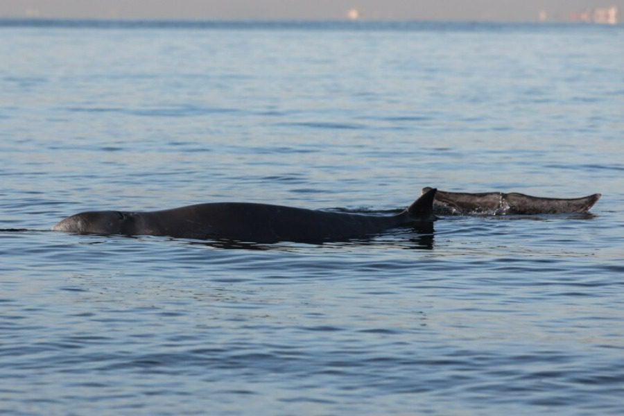 Φάλαινα στον Αλιμο: Τα αίτια θανάτου του Σωτήρη