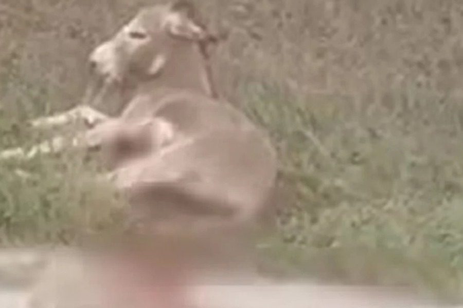 Βαρβαρότητα στα Ιωάννινα: Έσερνε επί πολλά μέτρα γάιδαρο με αυτοκίνητο μέσα σε χωριό