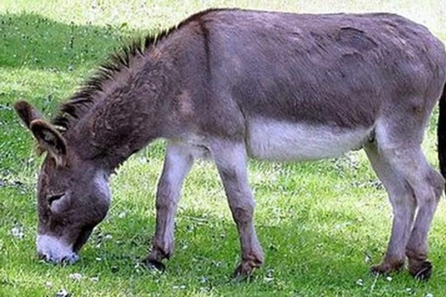 Νάξος: Αποτροπιασμός για τον βασανισμό γαΐδάρου