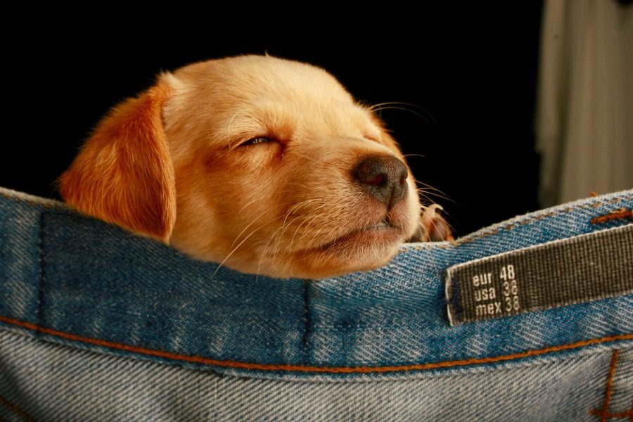 Ο τρόπος που κοιμάται ο σκύλος σου δείχνει τη σχέση που έχει μαζί σου