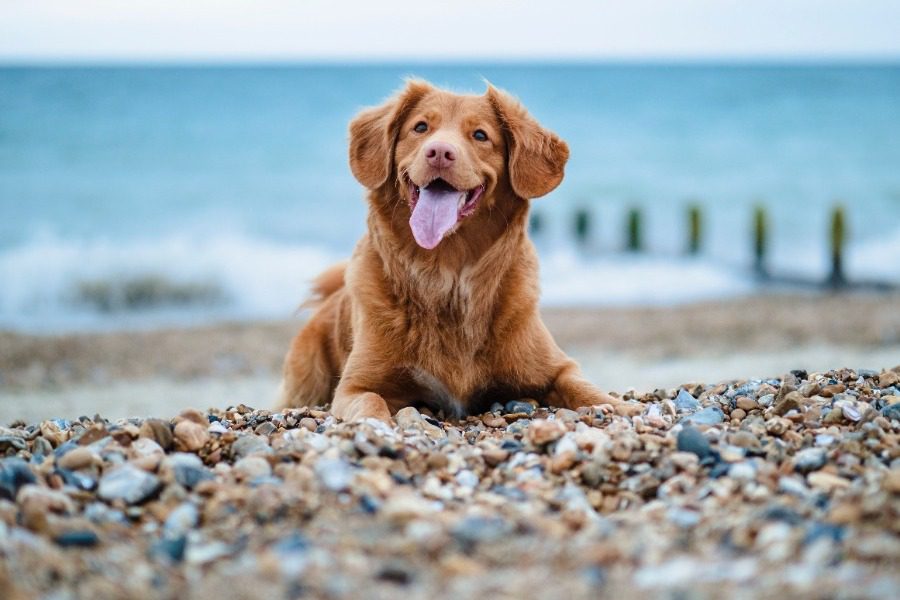 Πώς να πας διακοπές μαζί με το σκύλο σου