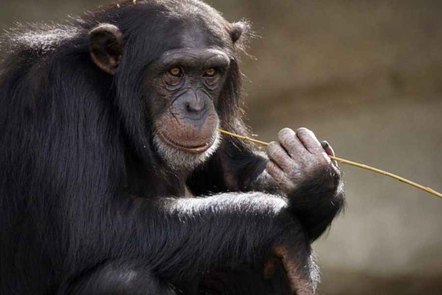 Σκότωσαν χιμπατζή στο Αττικό Ζωολογικό Πάρκο: «Κρίθηκε απαραίτητη η εξουδετέρωσή του» | e-sterea.gr