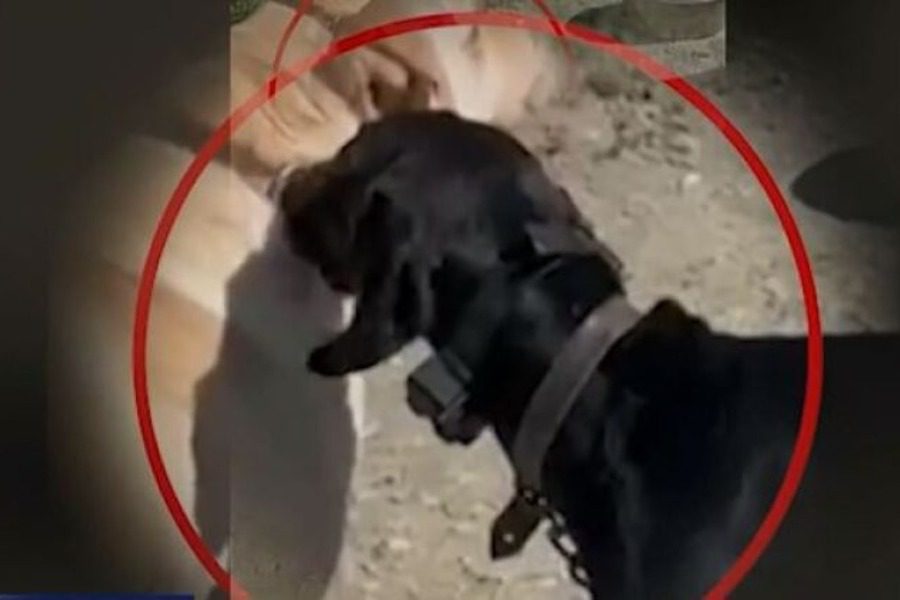 Νέα υπόθεση κακοποίησης ζώου: Διασκεδάζει βασανίζοντας σκύλο με ηλεκτροσόκ 