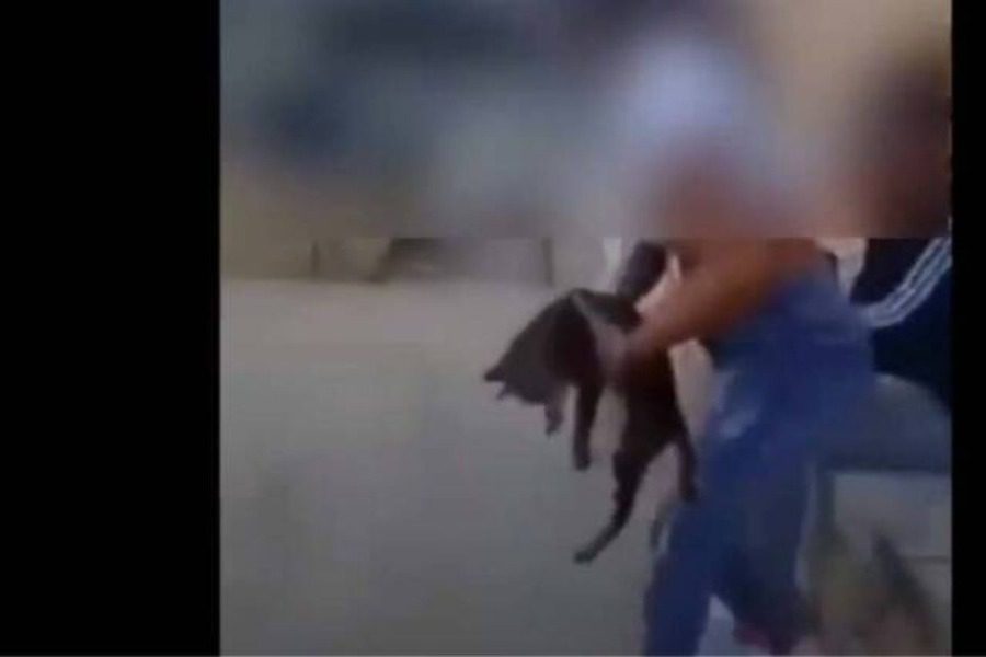 Κρήτη: Μαθήτρια κλώτσησε γάτα και γελούσε με τις φίλες της