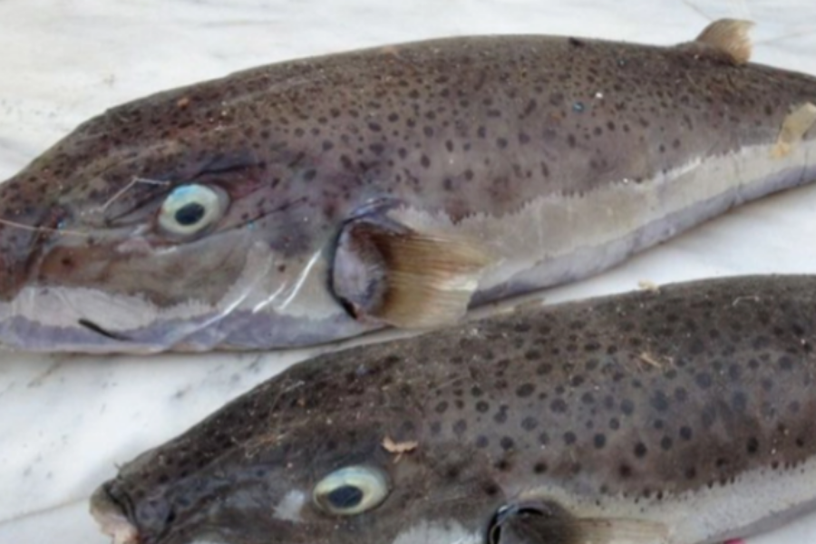 Ψαράδες ζητούν την επικήρυξη των λαγοκέφαλων στην Κάλυμνο