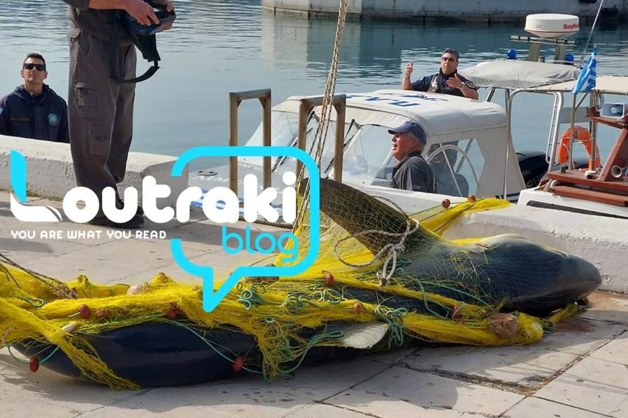 Λουτράκι: Ψάρεψαν καρχαρία 4 μέτρων και βάρους 1 τόνου