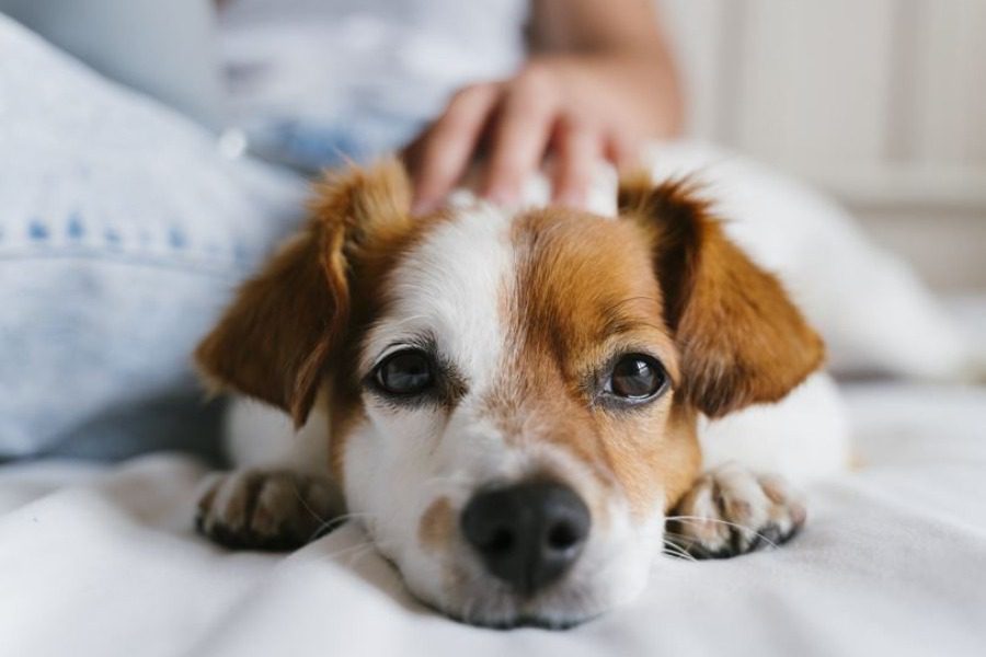 Το 43% των Ελλήνων έχει κατοικίδιο, το 62% γυμνάζεται και το 33,5% καπνίζει