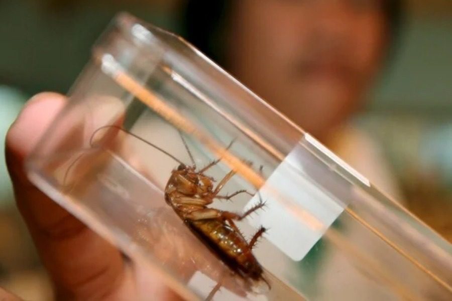 O τρόπος που κάνουν σeξ οι κατσαρίδες έχει αλλάξει και γι` αυτό φταίει ο άνθρωπος
