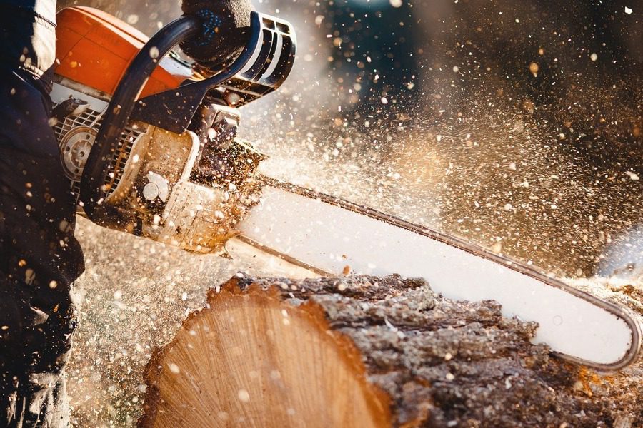 Θεσσαλονίκη: Τα άγρια ζώα κατασπάραξαν τη σορό του 51χρονου που τραυματίστηκε θανάσιμα από αλυσοπρίονο