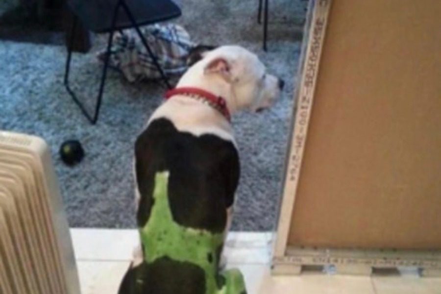 Αιδηψός: Είχε βάψει το σκύλο του στο χρώμα της ομάδας του ο «νταής» που κλώτσησε το γατάκι